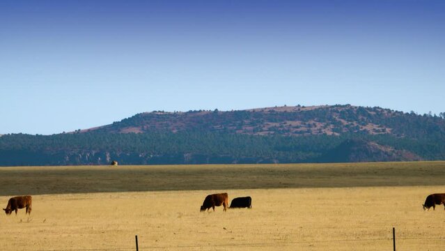 Cows grazing on pasture land in Union County, New Mexico.