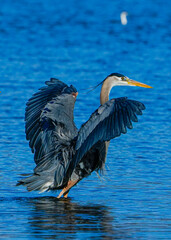 great blue heron