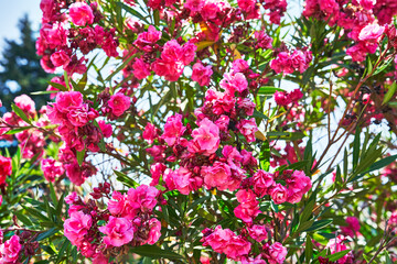 Beautiful oleander flowers image