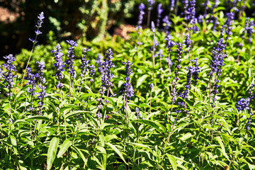 Beautiful lavender plant closeup image