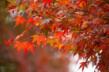 紅葉