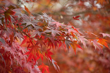 紅葉