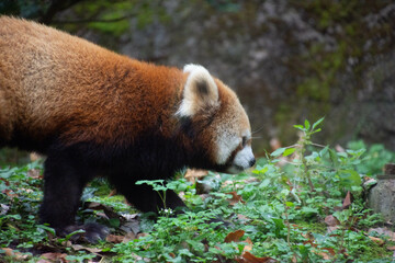 レッサーパンダ