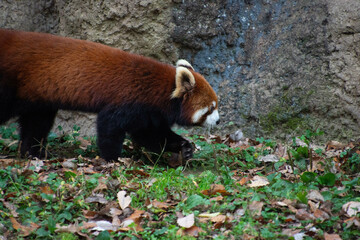 レッサーパンダ