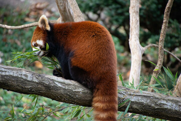 Obraz premium レッサーパンダ