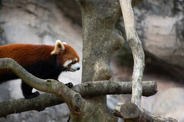 レッサーパンダ