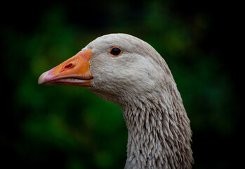 Close up of a duck head on a farm in Maine