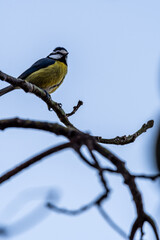 Cyanistes teneriffae pertenece a la familia Paridae.