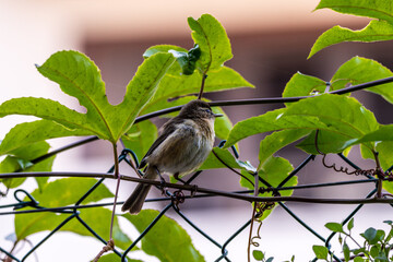 Phylloscopus canariensis pertenece a la familia Phylloscopidae.