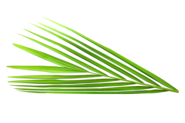 Green leaves of palm tree isolated transparent png