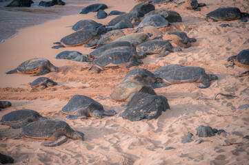 Sea turtles on a sandy beach in Maui, Hawaii