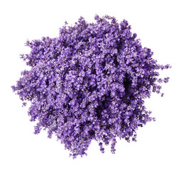 Beautiful lavender bouquet isolated on white, top view