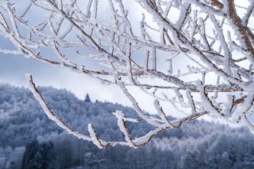 樹氷と山並