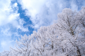 青空と樹氷