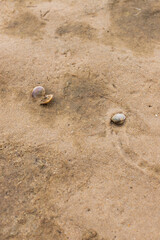 Clam shells on the sand, Ria Formosa, Natural Park, Algarve