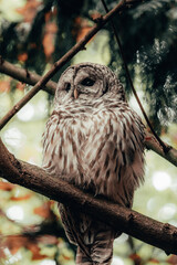 owl on branch