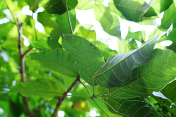 Obraz premium Close up of leaf at the park