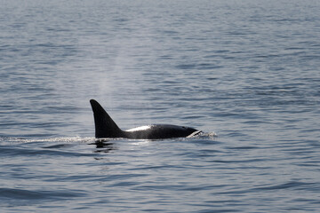 Fototapeta premium Orca in the water