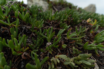 grass in the garden