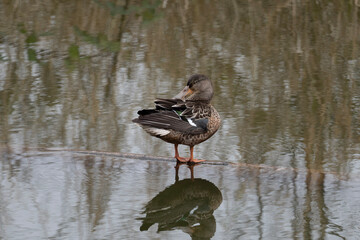 duck on the water