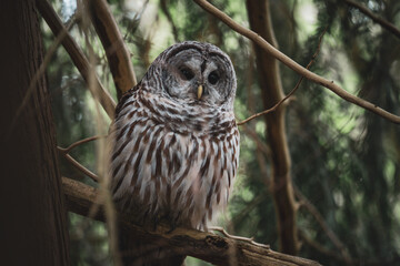 Barred Owl in a tree in Vancouver, Canada 