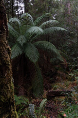 fern in the forest