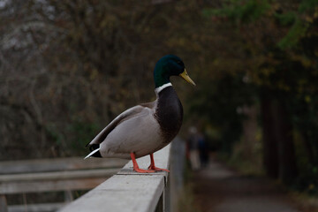duck on the bridge
