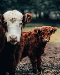 scottish highland cow