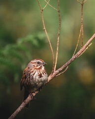 sparrow on a branch
