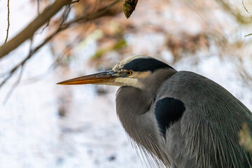great blue heron