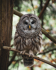 Barred Owl in Vancouver