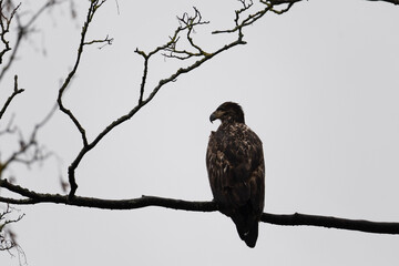 eagle on branch