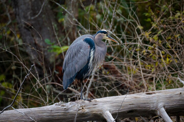 great blue heron