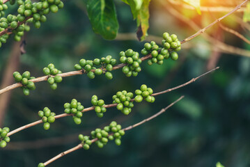 Green coffee bean berry plant with sunlight. Fresh raw seed coffee tree growth in eco organic farm morning time. Close up Green seed berries arabica coffee garden. Fresh coffee bean green leaf plant