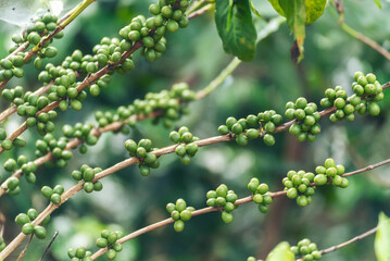 Fresh raw coffee bean green leaf bush ecology berry plant. Green coffee bean berry plant fresh raw seed coffee tree growth eco organic farm. Close up Green seed berries harvest arabica coffee garden
