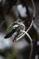 hummingbird on a branch