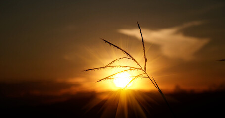 Naklejka premium Grass field sunset Beautiful landscape with grasses meadow on sunlight. Countryside heaven amazing field scene grass meadow on sunbeam nature dawn. Sunset dawn landscape vibrant scenery horizontal