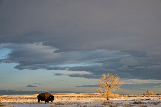 Lone bision grazing at sunrise;  Rocky Mountain Arsenal National Wildlife Refuge;  Colorado
