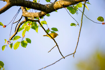 American Yellow Warbler