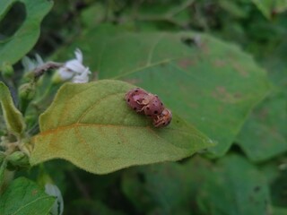Mexican bean beetle having sex