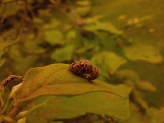 Mexican bean beetle having sex