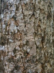 Tree bark background