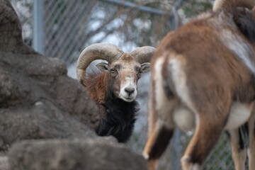 sheep in the mountains