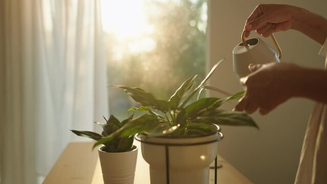 Hand woman watering pot  houseplant on table at home sunlight morning or twilight