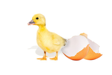 NewBorn little Cute yellow duckling with egg shell isolated on white. chick just hatched from an egg