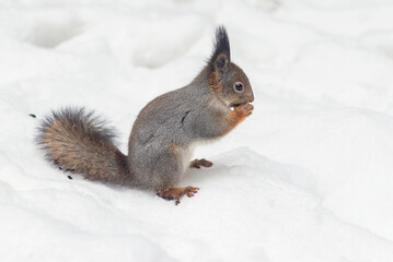 Naklejka na ściany i meble Fluffy forest wild squirrel sits on fresh snow in the park.