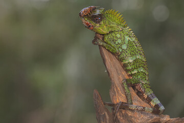 A forest dragon is preying on a cricket on a moss-covered ground. This reptile has the scientific...