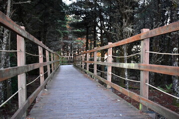 skillfully made boardwalk through the forest