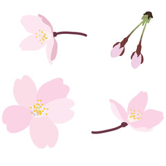 Obraz premium リアルな桜の花、花びら、蕾のアイコンイラスト