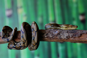 A reticulated python resting on a dry tree trunk by twisting its body. This reptile has the...
